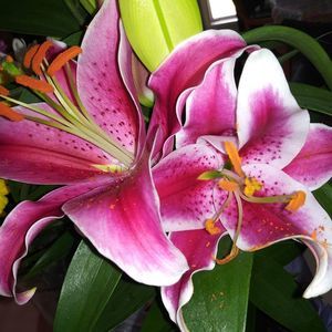 Meet your Posher, Jessiy